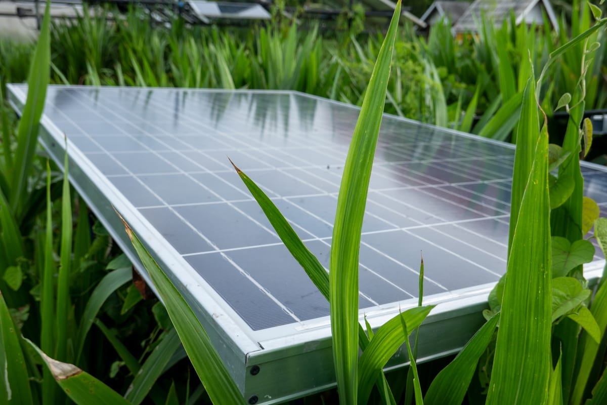 solar in grass